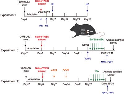 Electroacupuncture Attenuates Post-Inflammatory IBS-Associated Visceral and Somatic Hypersensitivity and Correlates With the Regulatory Mechanism of Epac1–Piezo2 Axis